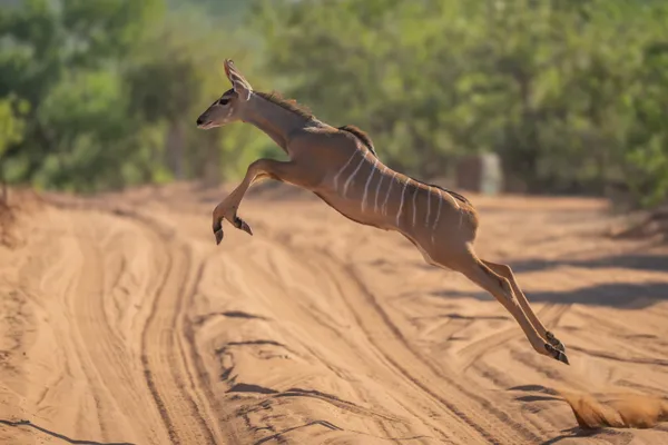 Long Jump thumbnail