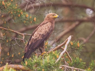 Lesser spotted eagle (Clanga pomarina)