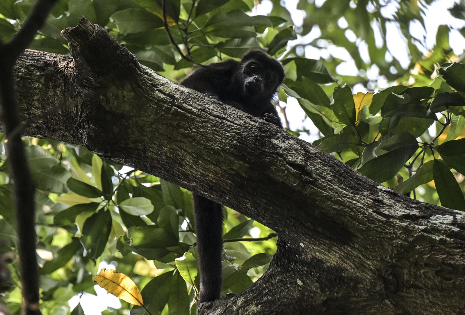 Mexico’s Howler Monkeys Are Dying, ‘Falling Out of the Trees,’ Amid Scorching Heat Wave