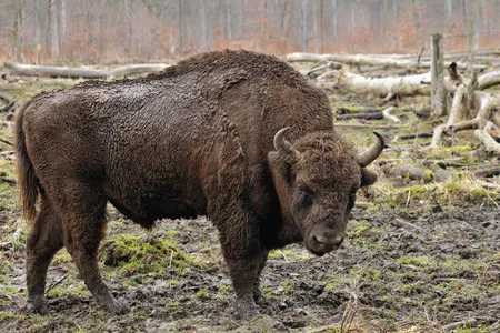 A European bison, also referred to as a wisent