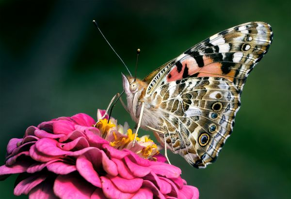 Insect Feeding On Flower thumbnail