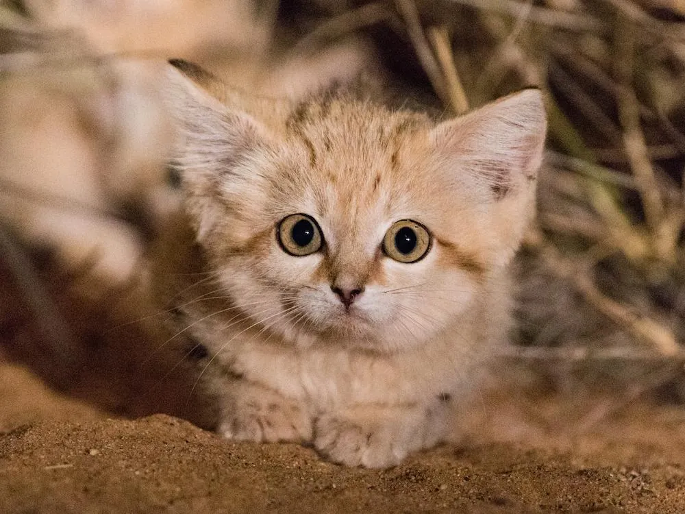Sand Cats 1