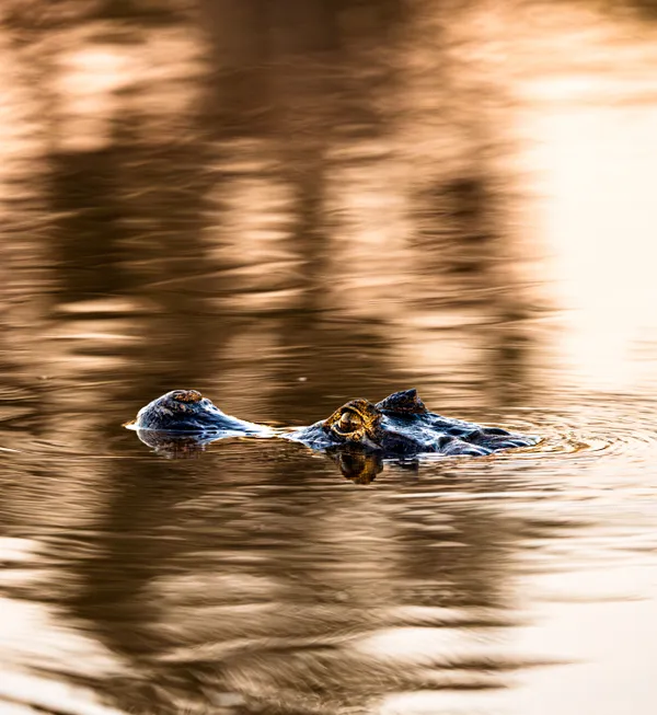 Golden Drift thumbnail