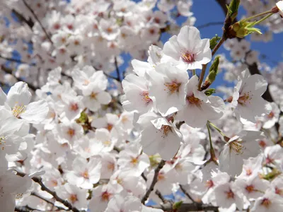 Cherry blossoms in peak bloom on April 1, 2019 at Washington's Tidal Basin.