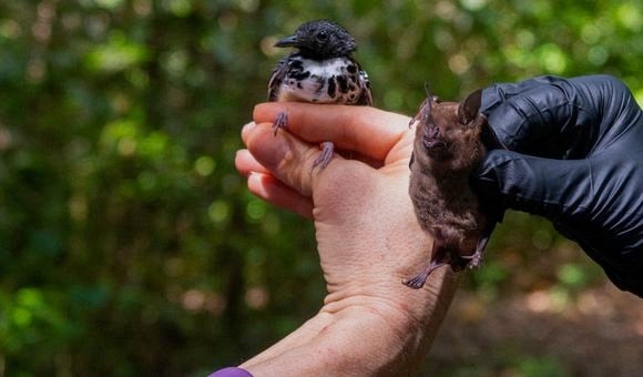 bat bird census cover copy.jpg
