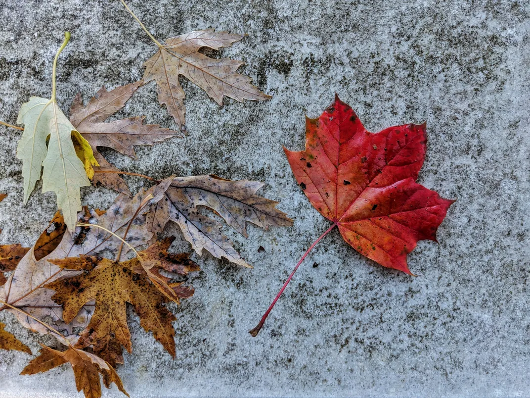 6 - A vibrant fall leaf stands out next to more weathered fallen foliage.