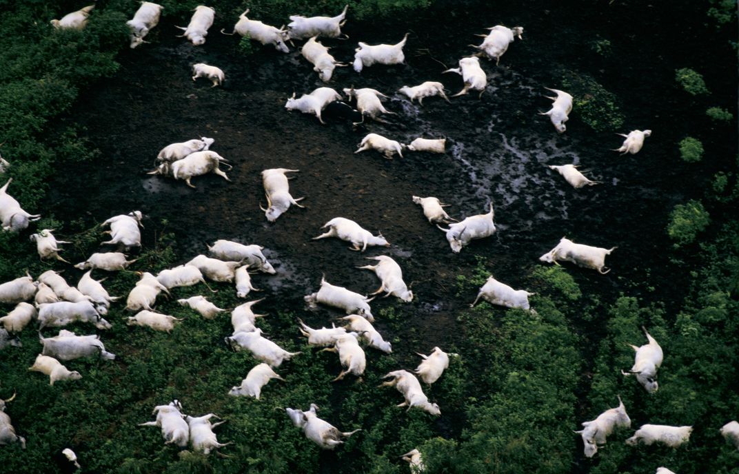 An aerial view of a flock of dead sheep following a limnic eruption at Lake Nyos in 1986