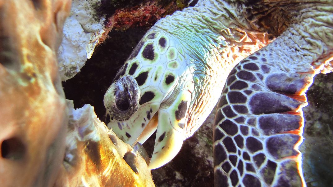 Hawksbill Turtle Munching On A Sponge Smithsonian Photo Contest Smithsonian Magazine 