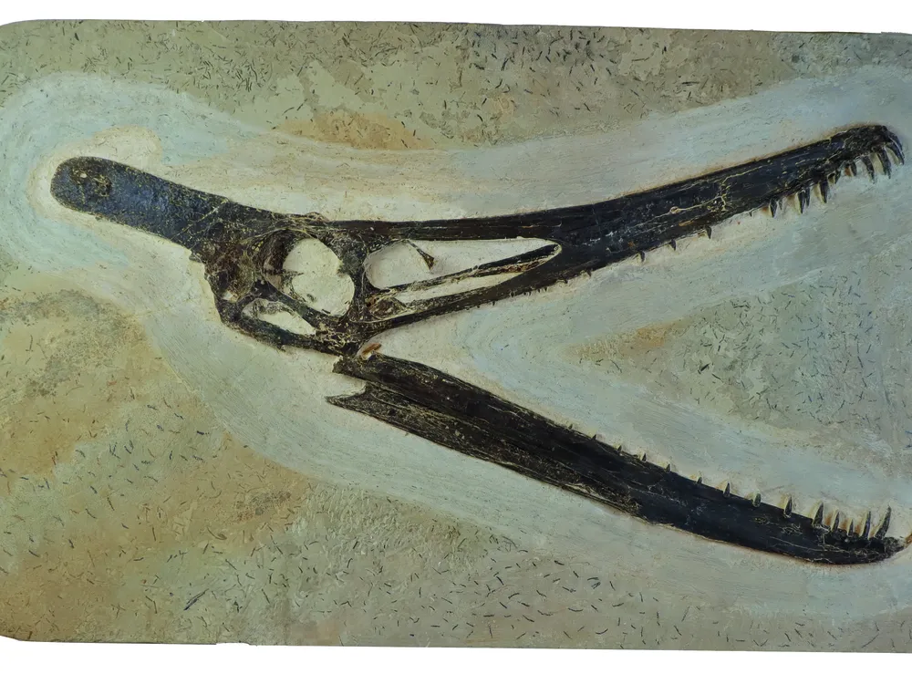 A fossil of a pterosaur cranium
