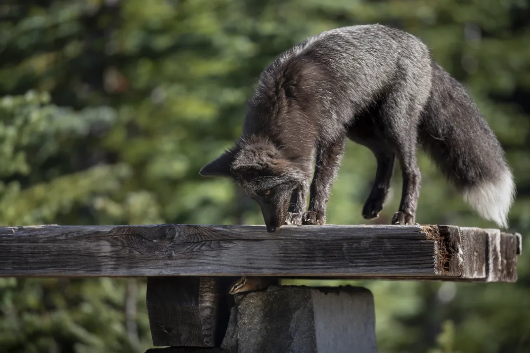 A 5-month-old kit from the 2025 litter spies a chipmunk. Despite their hunting lessons in the den, many young foxes become conditioned to eat leftover human food.