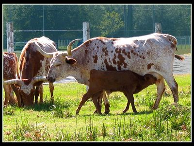Longhorn cattle in Houston, Texas.
