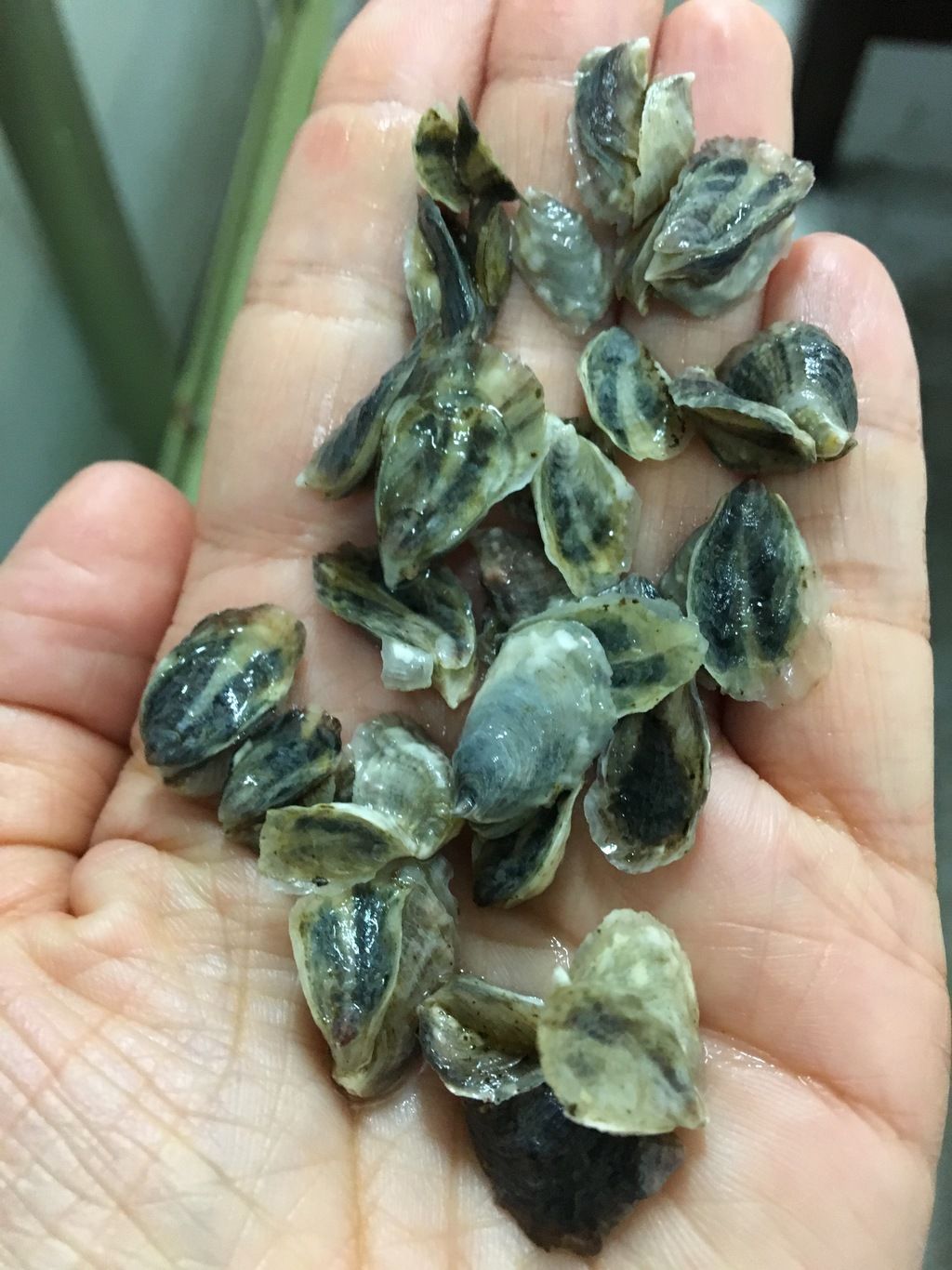 Pacific oyster seed ready for planting in Tomales Bay, California