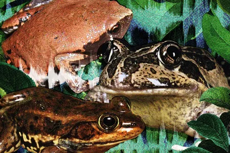 Different species of frogs call out in various ways, and they may sound like musical instruments, construction tools or other animals.