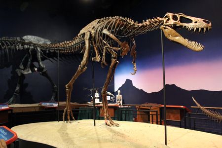 The fossil of Jane, a definitive young Tyrannosaurus rex, stands in the Burpee Museum of Natural History in Illinois.