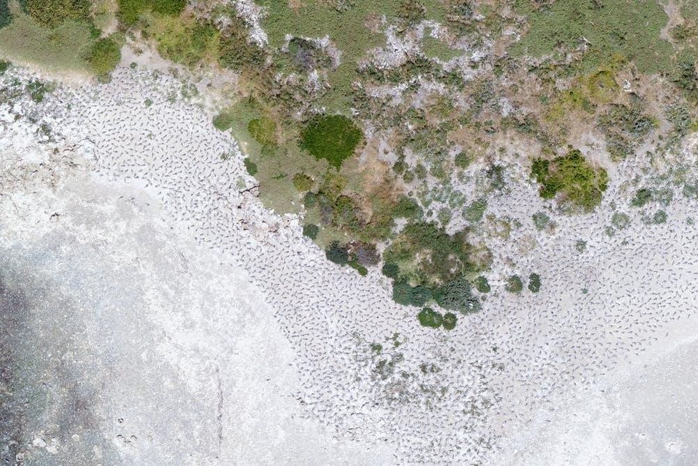A drone image of a breeding colony of Greater Crested Terns