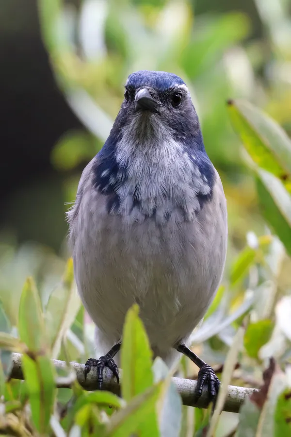 Blue jay sitting on a branch thumbnail