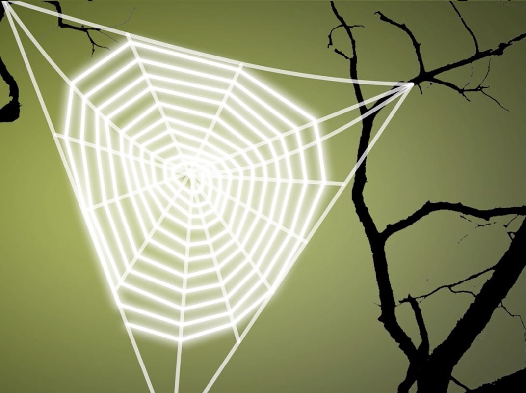 Why don't spiders get stuck in their own webs? - Discover Wildlife