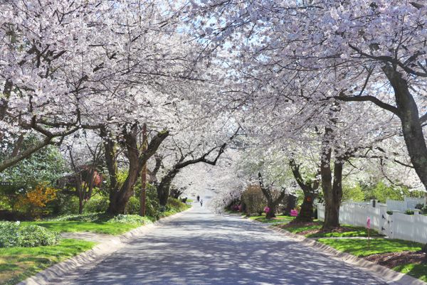 Cherry blossom lined neighborhood street thumbnail