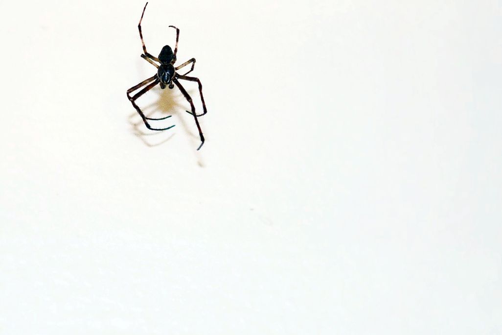 02_25_2014_spider.jpg