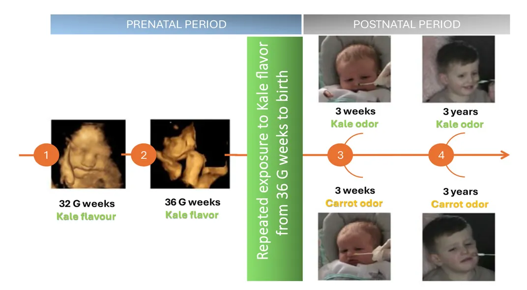 a diagram with pictures of the same child as a fetus, at three weeks old and then at three years old