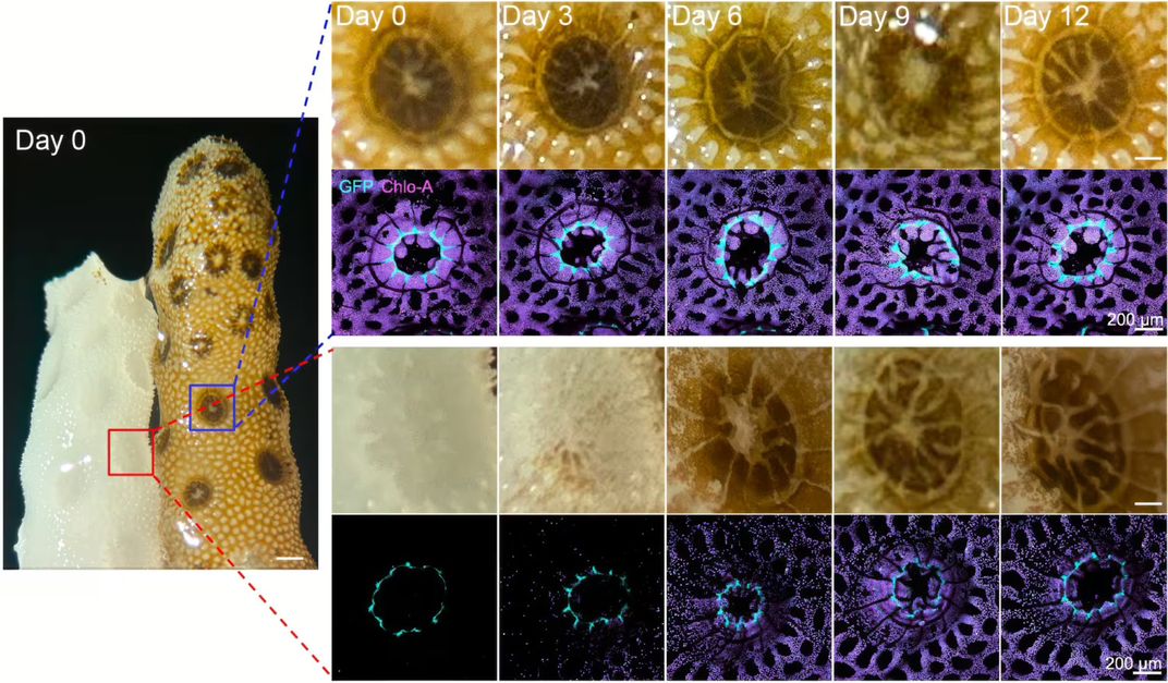 a diagram showing the progress of algae and nutrients in the bleached coral