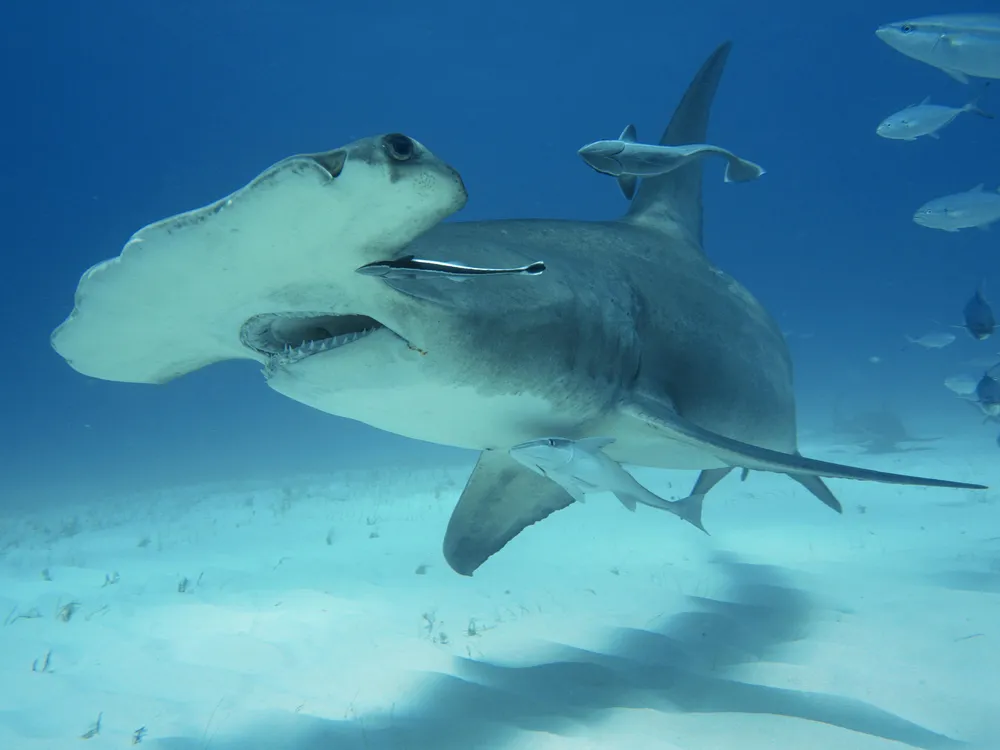 A hammerhead shark 
