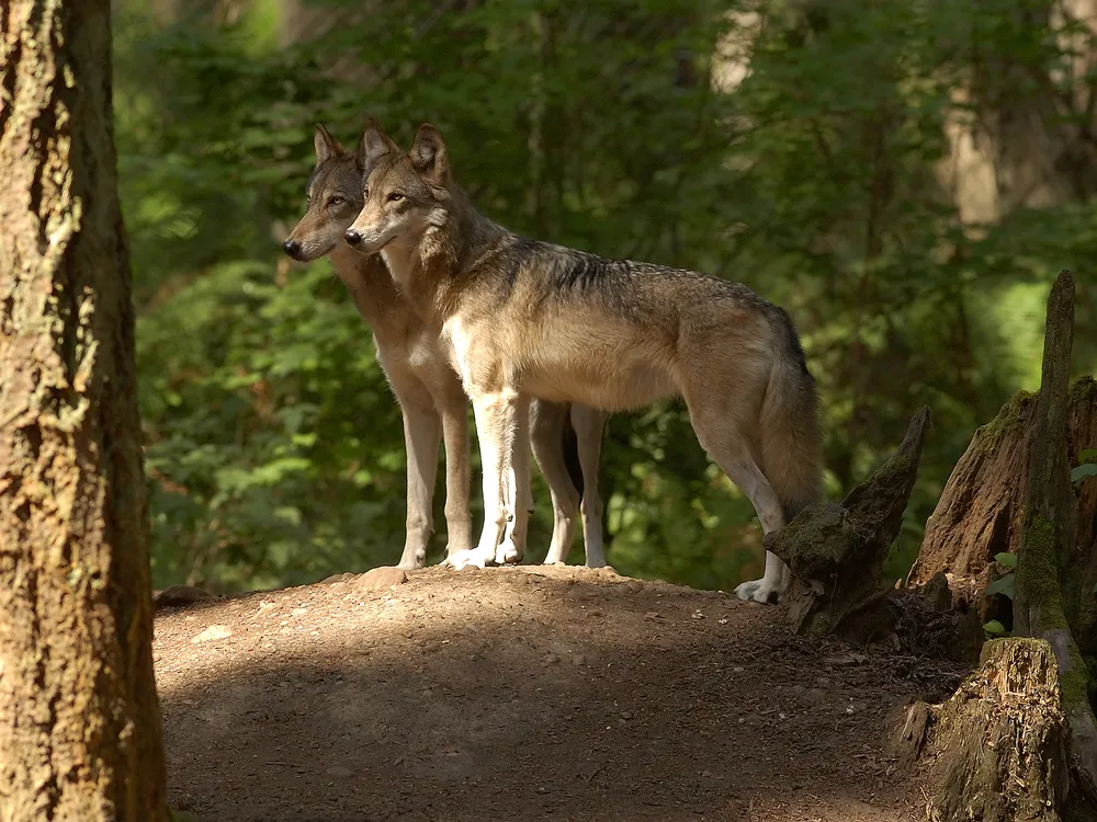 Two juvenile gray wolves standing side by side in the woods.