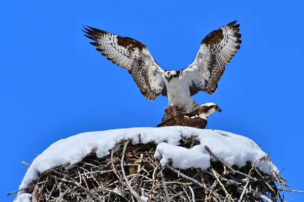 Osprey returning to snowy nest thumbnail