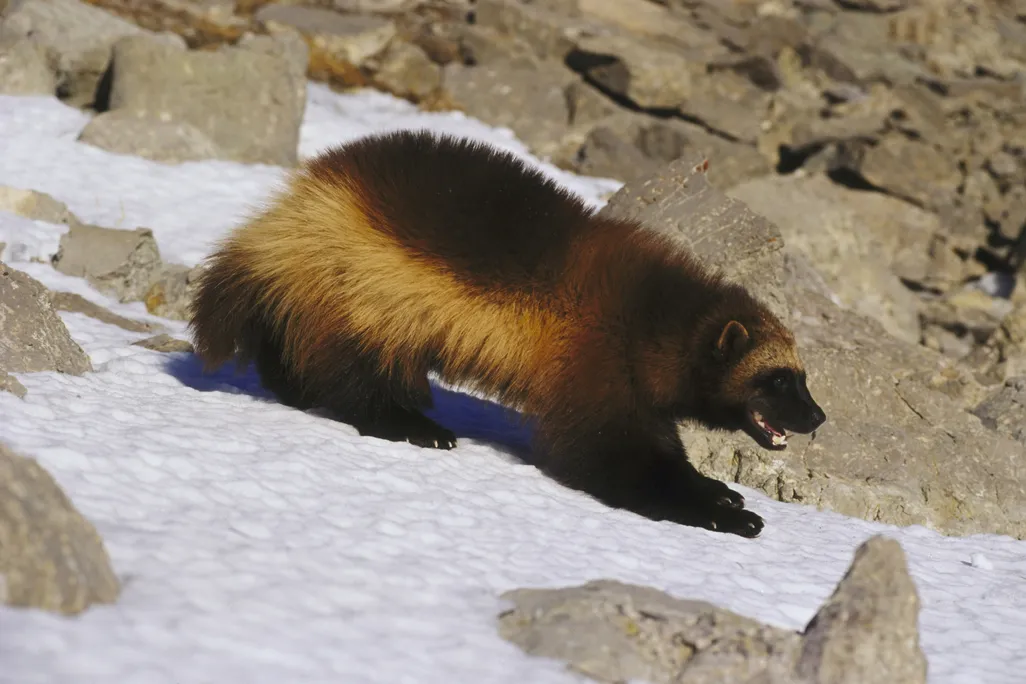 Wolverine walking on snow