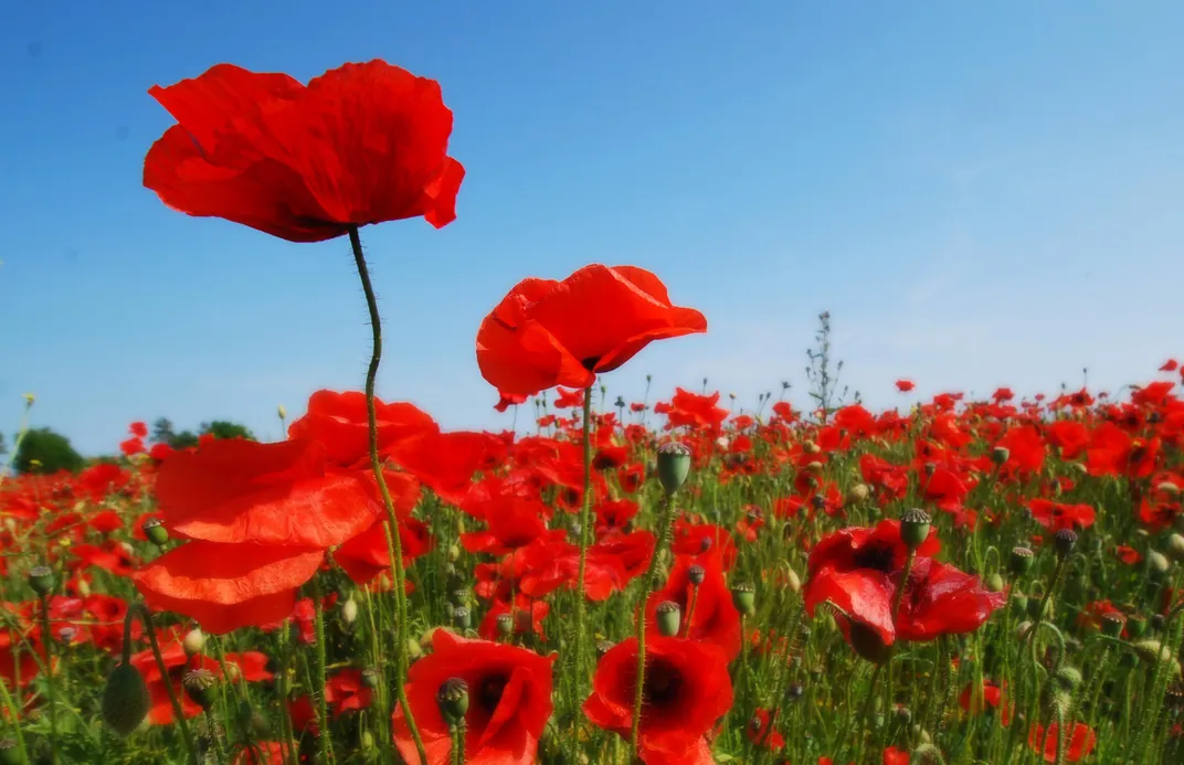How the Poppy Came to Symbolize World War I | Smithsonian