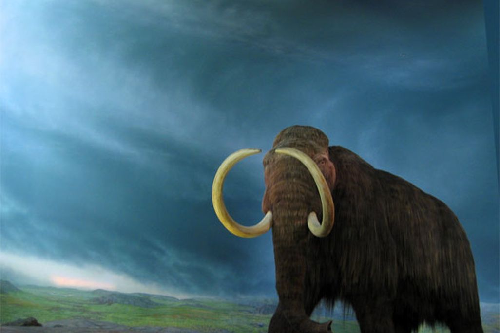 woolly mammoth