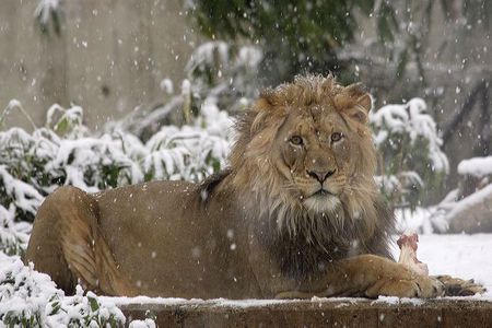 An African lion enjoying an afternoon snack in the falling snow of 2012 at the National Zoo.