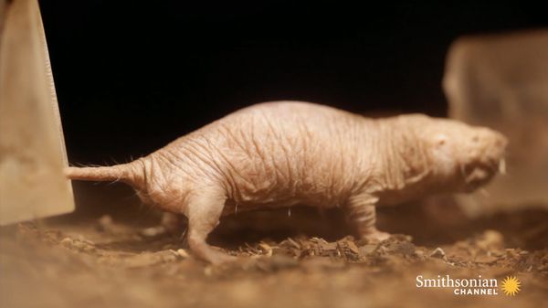Preview thumbnail for The Road to Curing Cancer is Leading Us to Naked Mole Rats