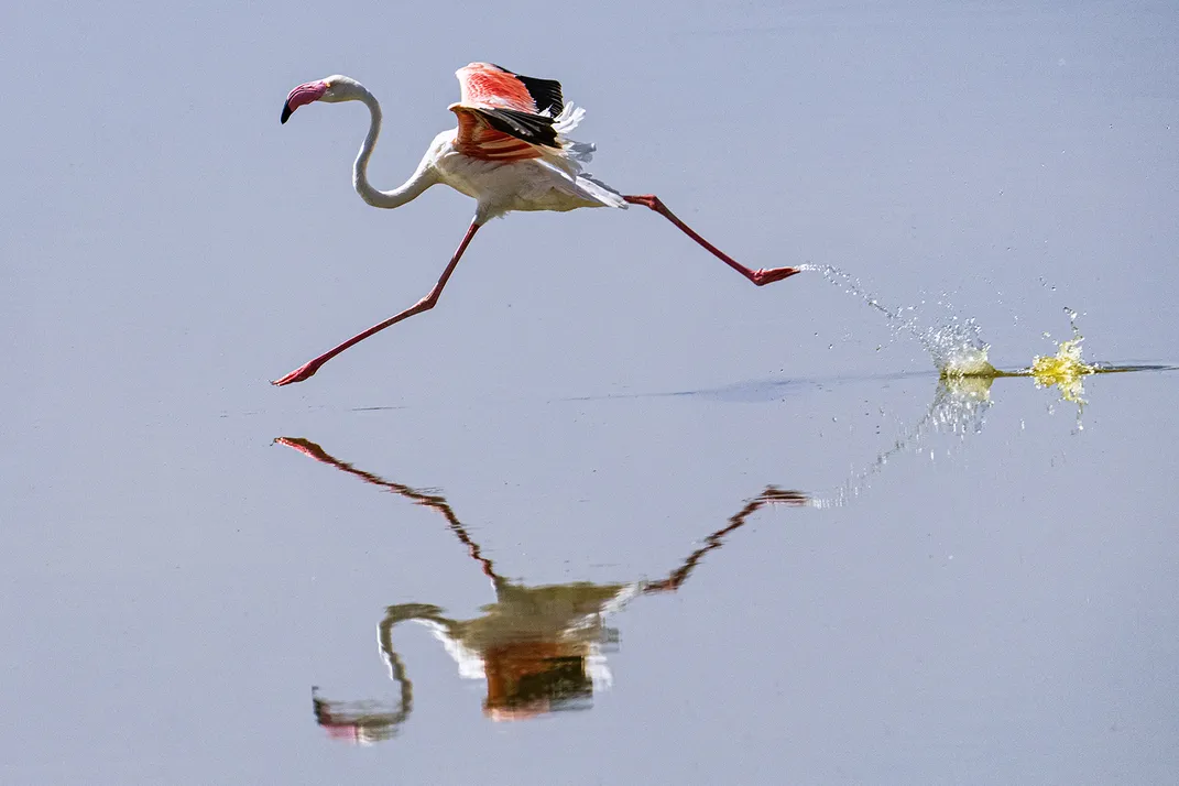 A flamingo in Amboseli National Park