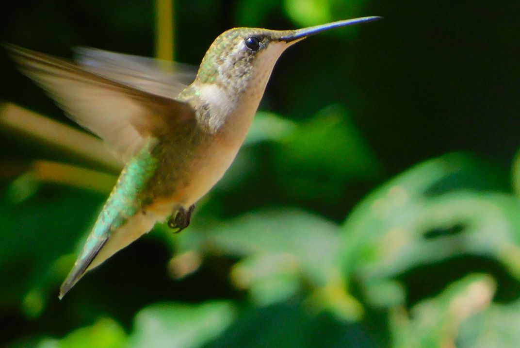 Hummingbird in Flight | Smithsonian Photo Contest | Smithsonian Magazine