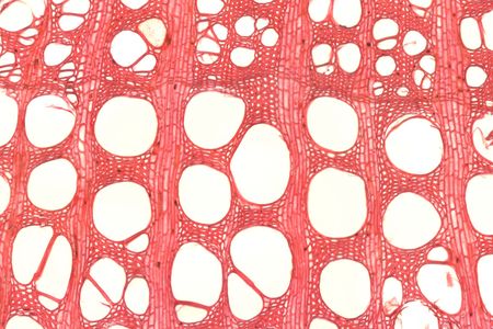 Ampelopsis brevipedunculata, or porcelainberry originated in China, Korea, Japan and Russia, but is a vigorous invasive in the United States.