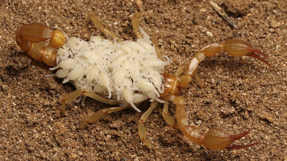 These California Teens Discovered Two New Scorpion Species | Smart News|  Smithsonian Magazine