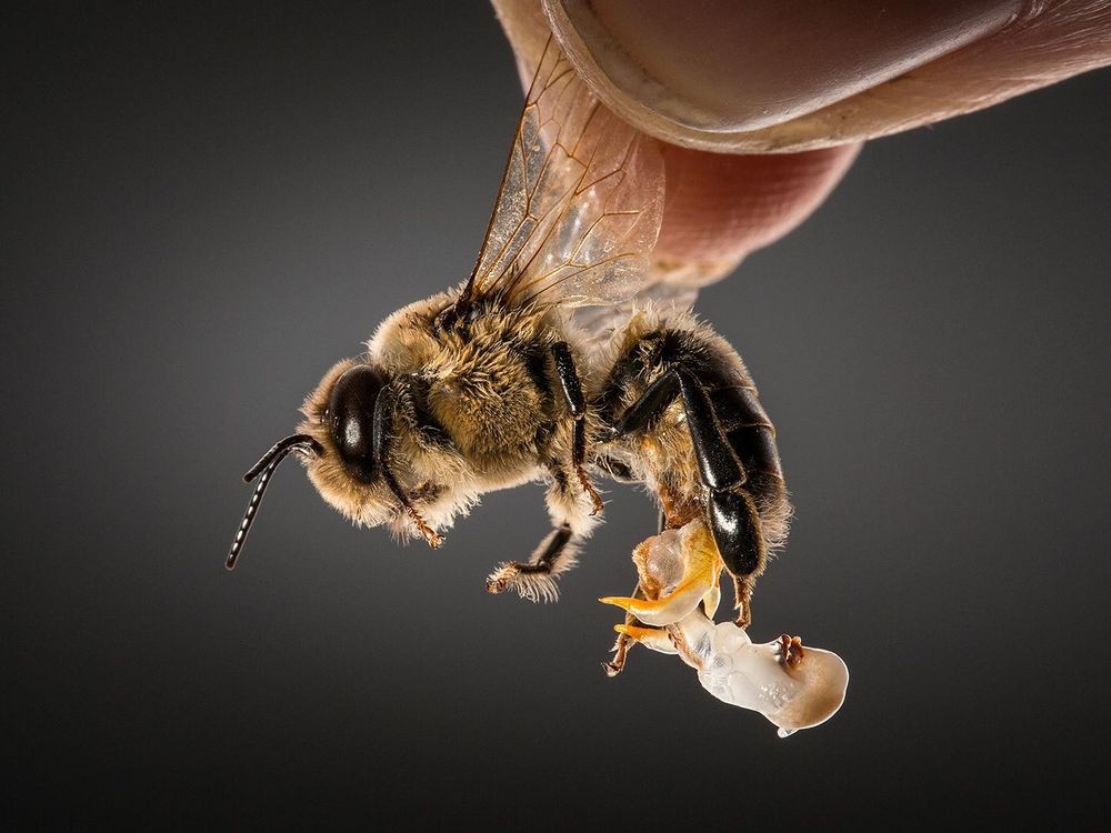 Is the Key to Saving Pollinators … Honey Bee Semen?