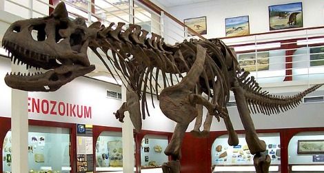 The skeleton of Carnotaurus at the Chlupáč Museum in Prague
