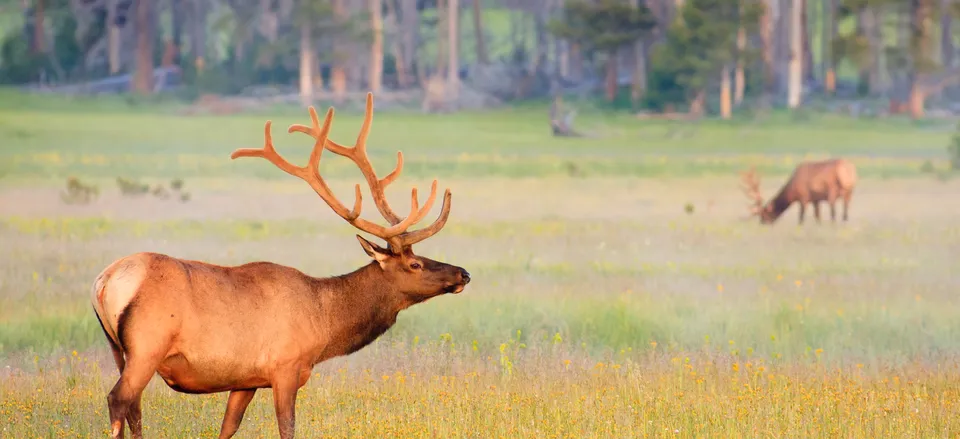  Elk in Yellowstone National Park 