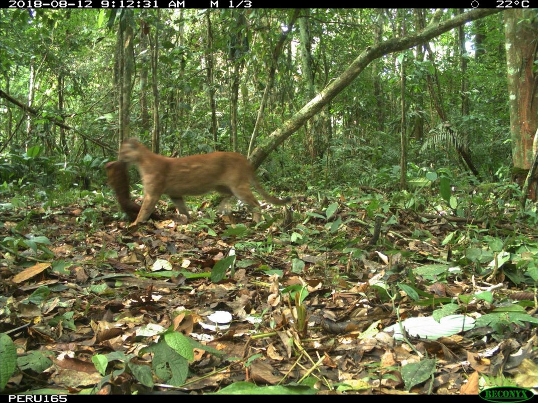 A puma carries a meal in its mouth