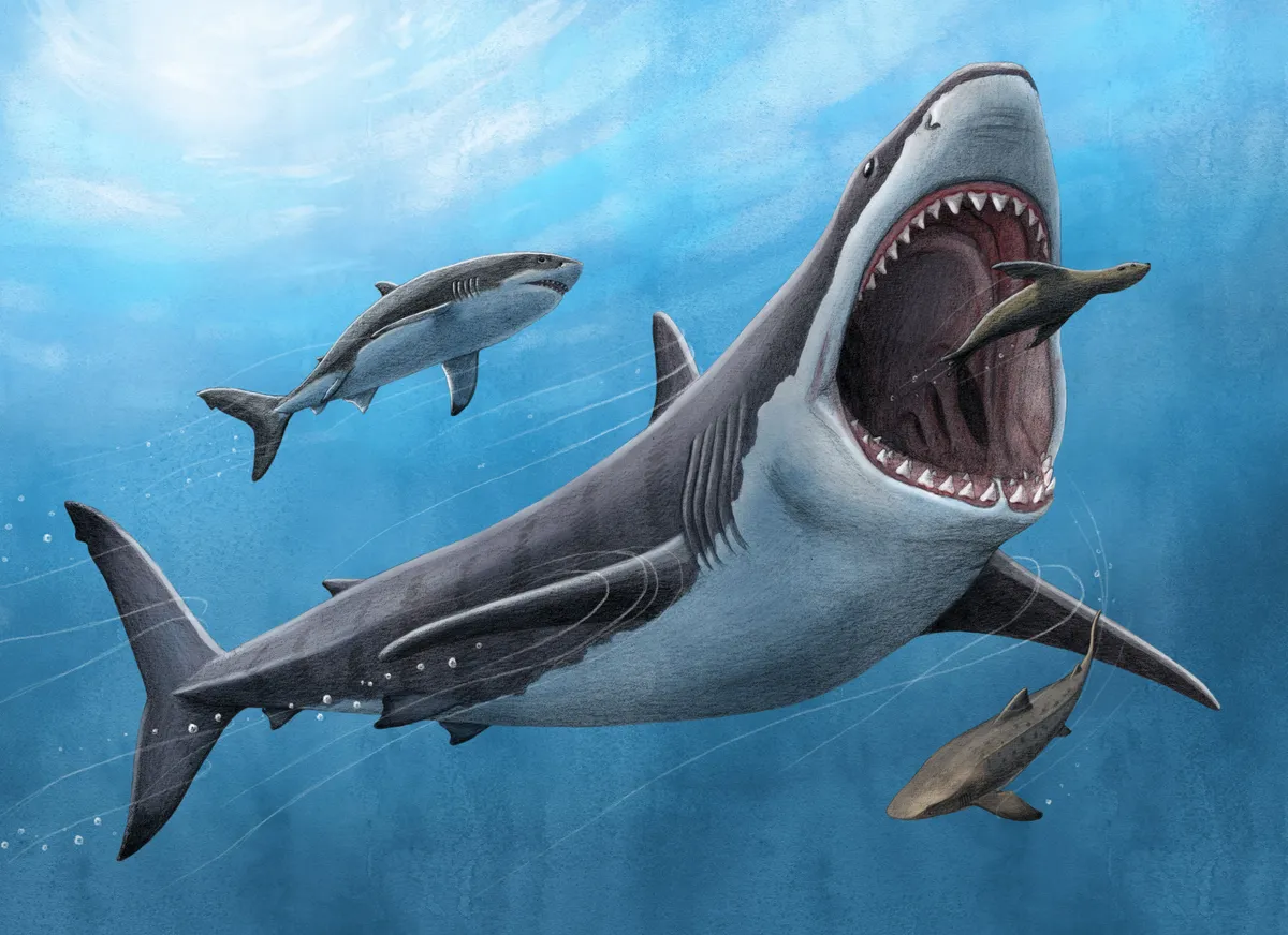 What Is The Biggest Shark Than Megalodon