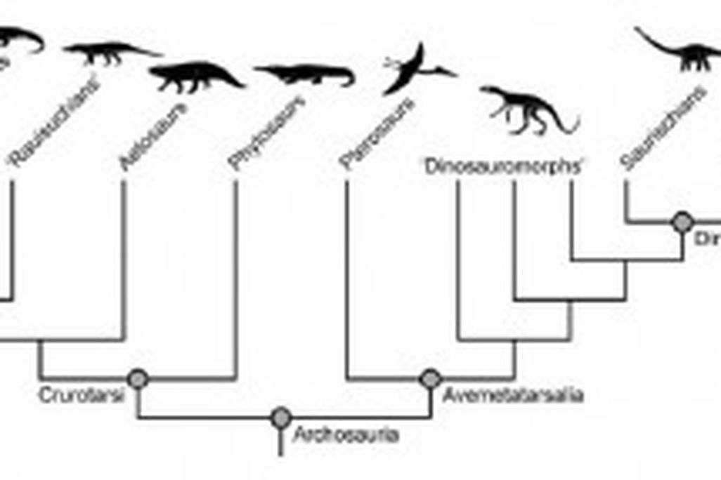 20110520083222dinosaur-evolutionary-tree-300x143.jpg