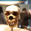 Modern Indian People Have a Wide Range of Neanderthal DNA, Study Finds icon