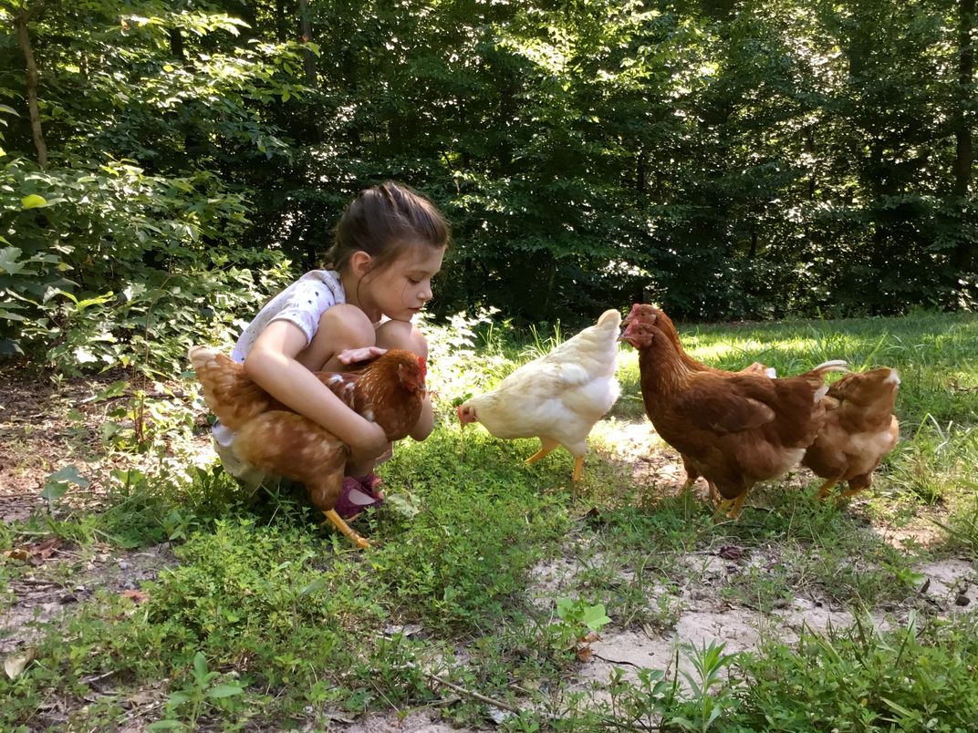 Girl With Chickens On A Summer Morning Smithsonian Photo Contest