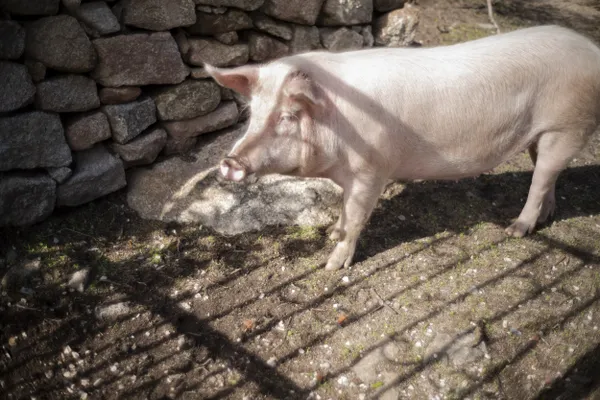 Pig behind an ornate gate, Lollove, Sardinia thumbnail