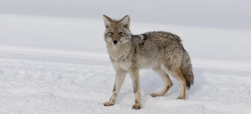  A coyote in the winter 