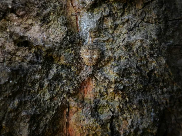 Master of disguise thumbnail