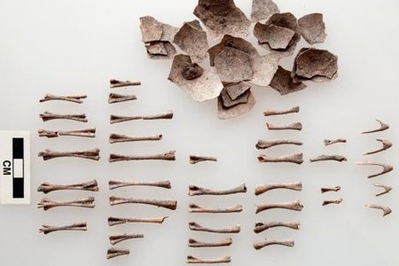 Turkey eggshells and bones from an offering 1,500 years ago in Oaxaca, Mexico.