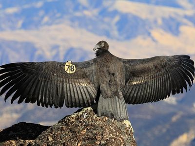 Scientists use a California condor specimen from 1835 — part of the Smithsonian’s very first collection of items — to study the critically endangered species. Pictured: a young California condor in Pinnacles National Park. (Gavin Emmons)